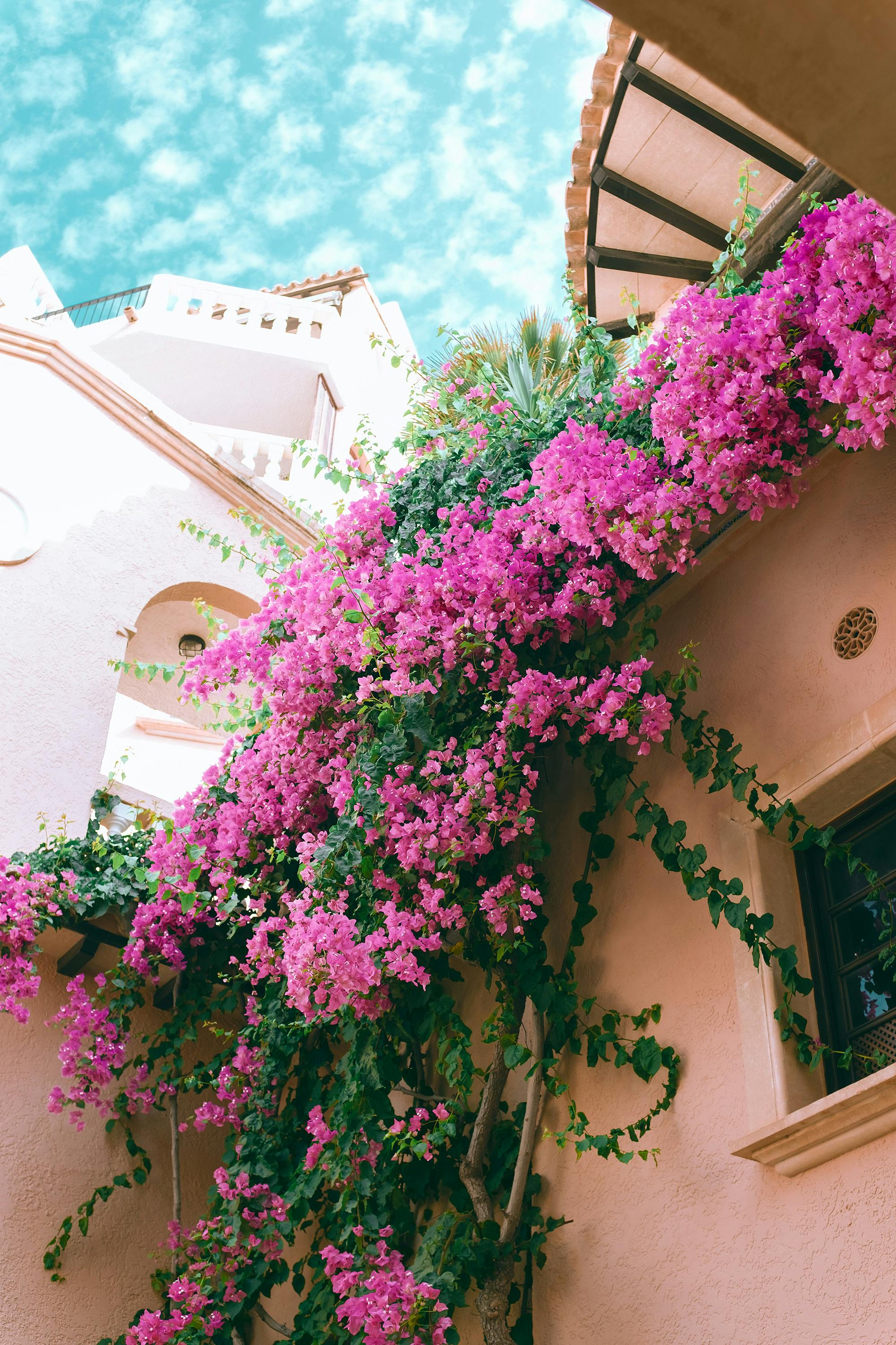 Pink flowering plants cascading over a building exterior with a clear blue sky.